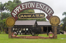 Montego Bay Distillery Tour